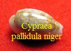 Cypraea pallidula rhinoceros niger